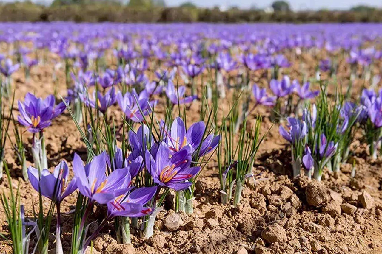 د افغانستان د زعفرانو صادراتو کې زیاتوالی