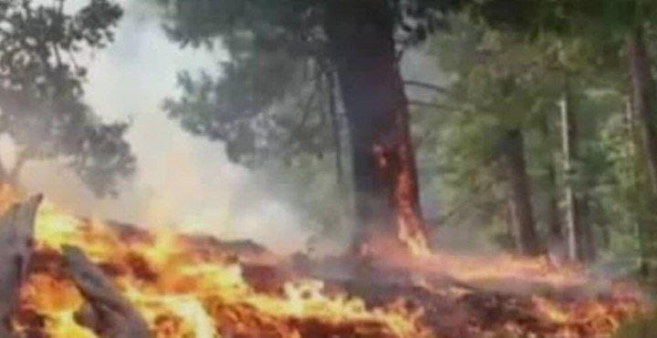 په نورستان کې د کامدیش د ښکلو ځنګلونو سوځېدنه؛ اور لاهم نه دی مړ شوی