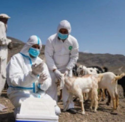 د کوچنیو څارويو طاعون؛ په افغانستان کې د ۲۱ میلیونو څارويو ژوند له جدي خطر سره مخ