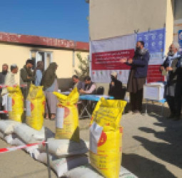 په کابل کې د ۱۵۰۰ بزګرانو لپاره د اصلاح شویو غنمو تخمونو او کیمیاوي سرو وېش پیل شو