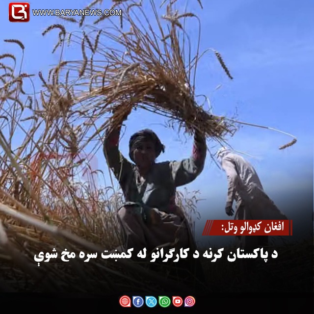 د افغان کډوالو وتل : د پاکستان کرنه د کارګرانو له کمښت سره مخ شوې
