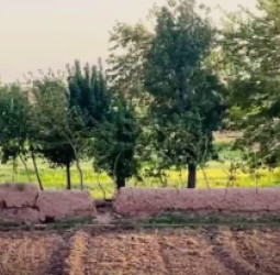 د هرات بڼوال: د اوبو کمښت او د سرې لوړې بیې مو عایدات کم کړي