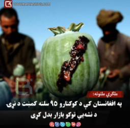 ملګري ملتونه: په افغانستان کې د کوکنارو ۹۵ سلنه کمښت د نړۍ د نشه‌يي توکو بازار بدل کړی