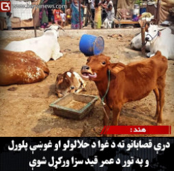 هند :  درې قصابانو ته د غوا د حلالولو او غوښې پلورلو په تور د عمر قید سزا ورکړل شوې