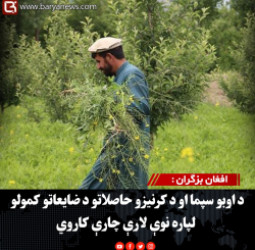 افغان بزګران :  د اوبو سپما او د کرنیزو حاصلاتو د ضایعاتو کمولو لپاره نوې لارې چارې کاروي