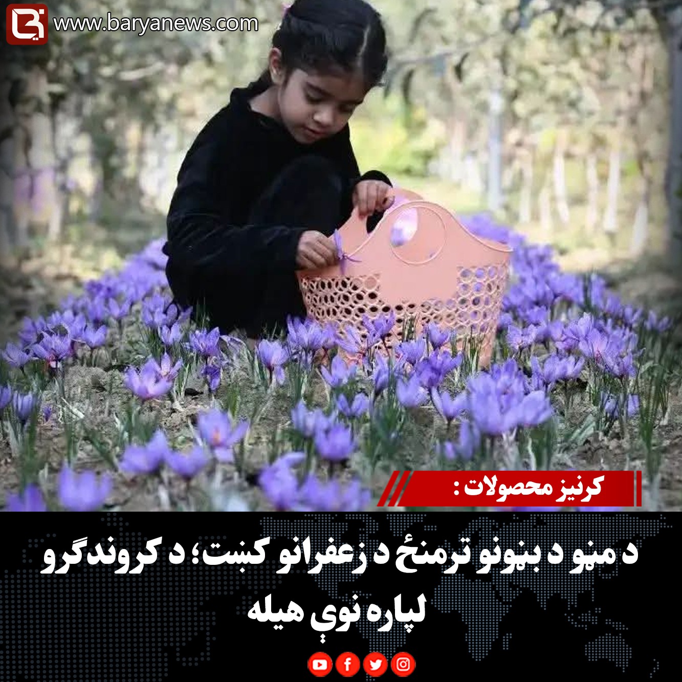 کرنیز محصولات : د مڼو د بڼونو ترمنځ د زعفرانو کښت؛ د کروندګرو لپاره نوې هیله