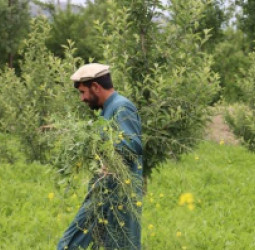 افغان بزګران :  د اوبو سپما او د کرنیزو حاصلاتو د ضایعاتو کمولو لپاره نوې لارې چارې کاروي