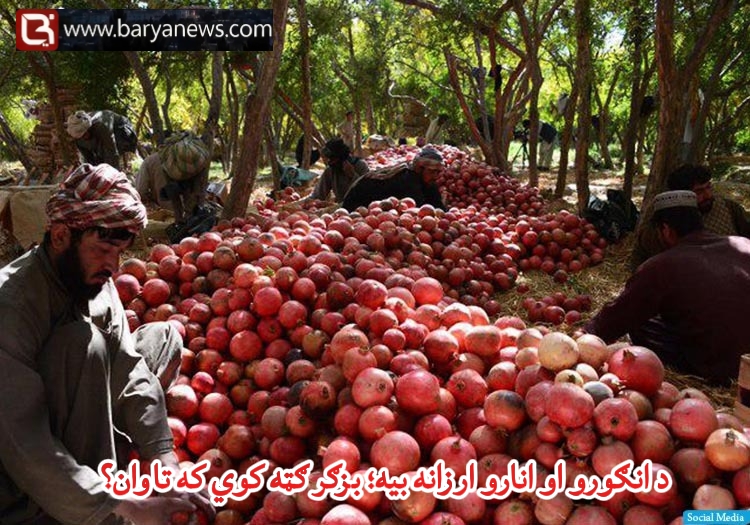 د انګورو او انارو ارزانه بیه؛ بزګر ګټه کوي که تاوان؟