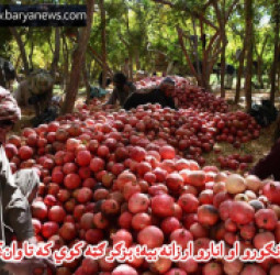 د انګورو او انارو ارزانه بیه؛ بزګر ګټه کوي که تاوان؟